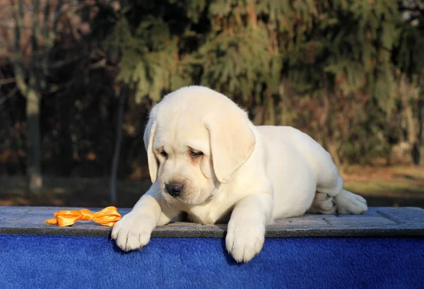 Sladké Malé Žluté Labrador Štěně Sedí Modrém Pozadí — Stock fotografie