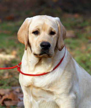 Sarı labrador parkta oturuyor.