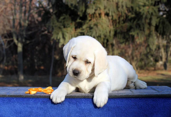 Tatlı Sarı Labrador Köpeği Mavi Arka Planda Oturuyor — Stok fotoğraf