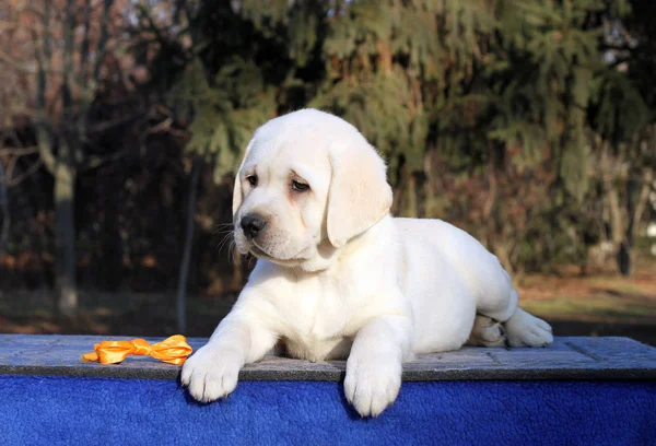 Een Lief Klein Geel Labrador Hondje Zittend Blauwe Achtergrond — Stockfoto