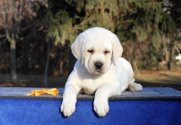 Doux Petit Chiot Labrador Jaune Assis Sur Fond Bleu — Photo