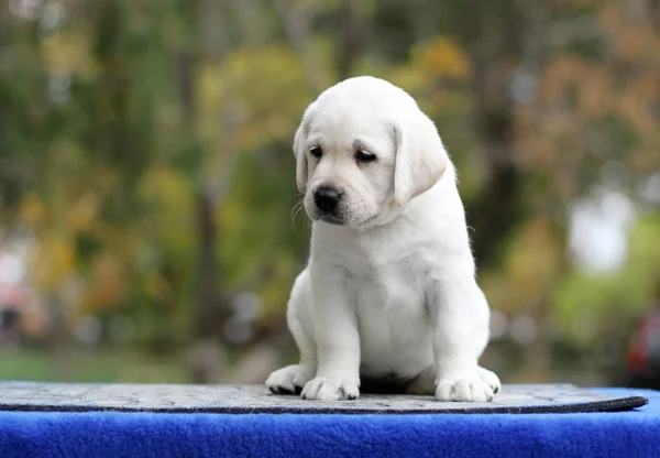 Mavi Arka Planda Oturan Küçük Sarı Labrador Köpeği — Stok fotoğraf