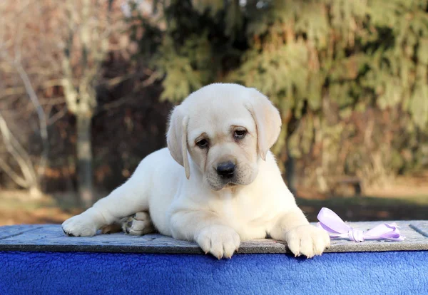 Kleine Gele Labrador Puppy Zittend Blauwe Achtergrond — Stockfoto