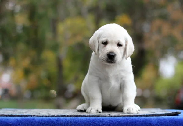 Perrito Labrador Amarillo Sentado Sobre Fondo Azul — Foto de Stock