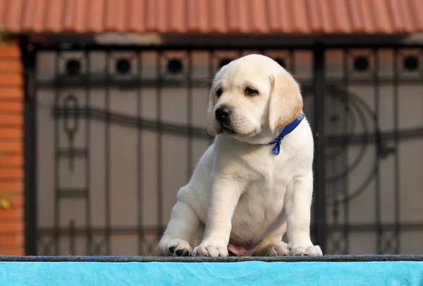 坐在蓝色背景上的可爱的黄色拉布拉多小狗 — 图库照片
