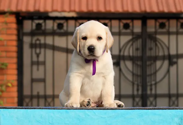 Szczeniaczek labrador na niebieskim tle — Zdjęcie stockowe