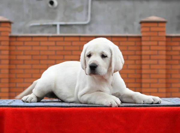 Mały szczeniak labrador na czerwonym tle — Zdjęcie stockowe