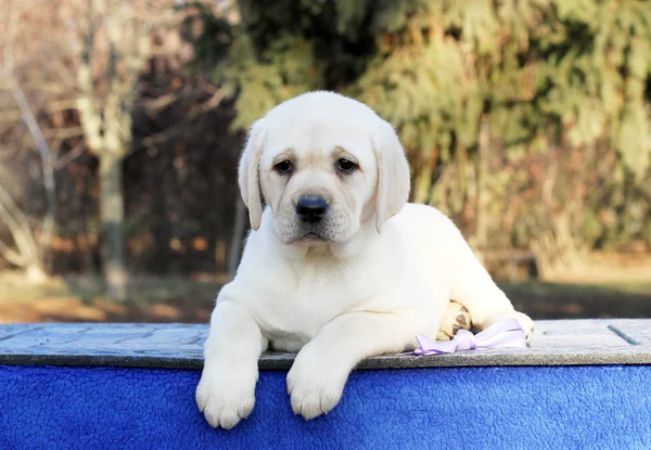 Le petit chiot labrador sur fond bleu — Photo