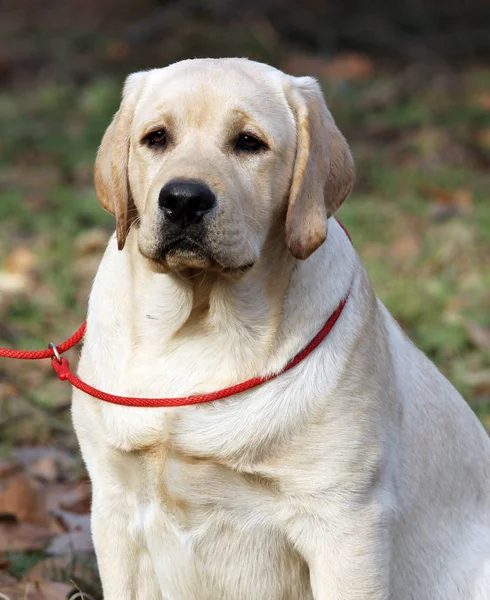 Yellow labrador w parku — Zdjęcie stockowe