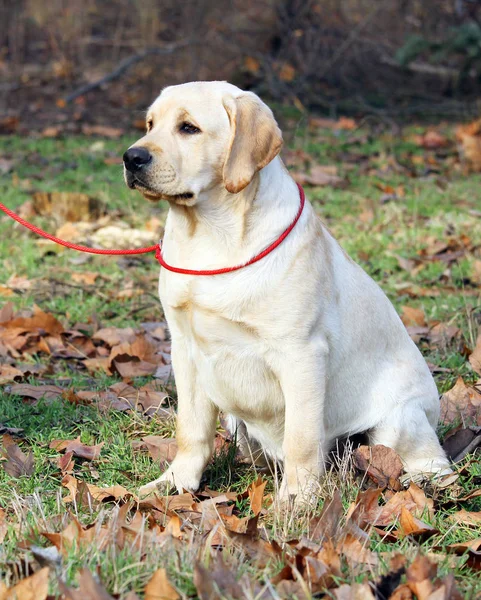 The yellow labrador in the park — Stock Photo, Image