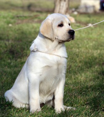 parkta sarı labrador