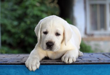 Mavi arka plandaki küçük labrador yavrusu.