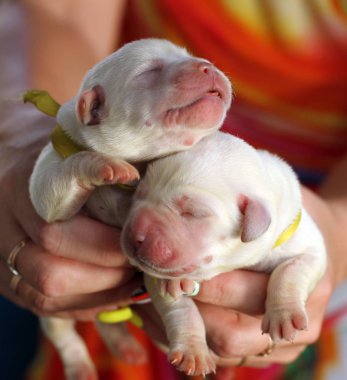 küçük yeni doğan labrador yavruları