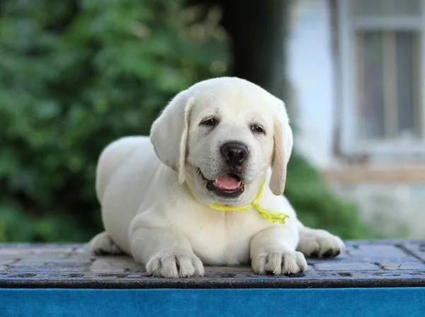 Mavi arka planda küçük bir labrador köpeği. — Stok fotoğraf