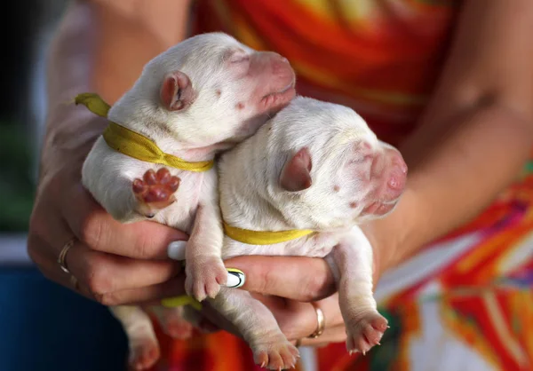 The cute little newborn labrador puppies — Stock Photo, Image