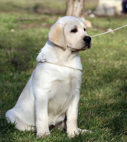 En gul labrador i parken Royaltyfria Stockfoton