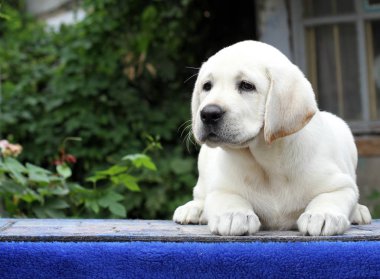 Mavi arka plandaki küçük labrador yavrusu.
