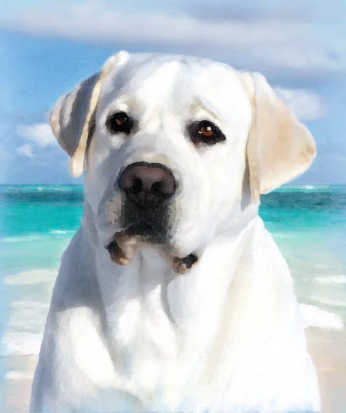 A yellow labrador oil portrait