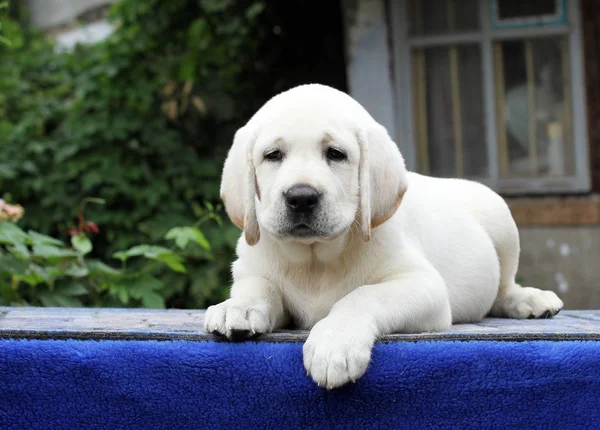 Un piccolo cucciolo labrador su sfondo blu — Foto Stock