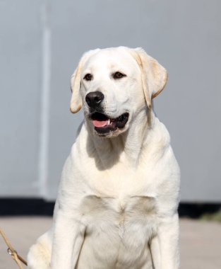 공원에서 노란색 래브라도