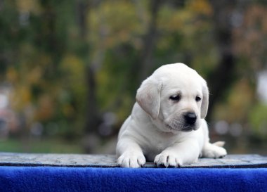 Mavi arka plandaki küçük labrador yavrusu.