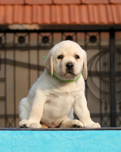 Doce pouco labrador filhote de cachorro em um fundo azul — Fotografia de Stock