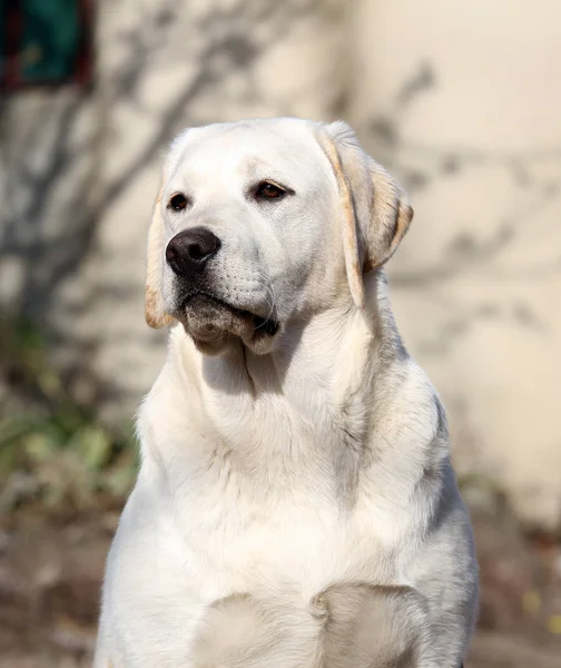 O labrador amarelo no parque — Fotografia de Stock