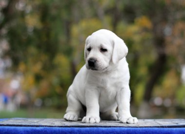 Mavi arka planda küçük bir labrador köpeği.