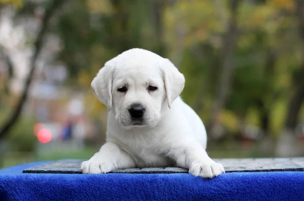 Mavi arka planda küçük tatlı labrador köpeği. — Stok fotoğraf