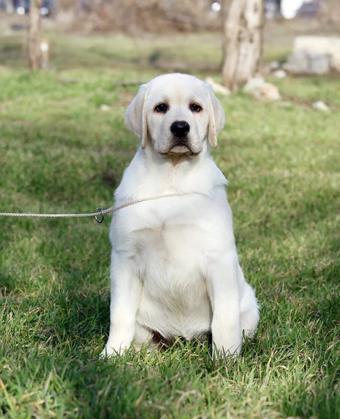 Gele labrador puppy in het park — Stockfoto