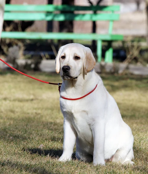 Een gele labrador pup in het park — Stockfoto