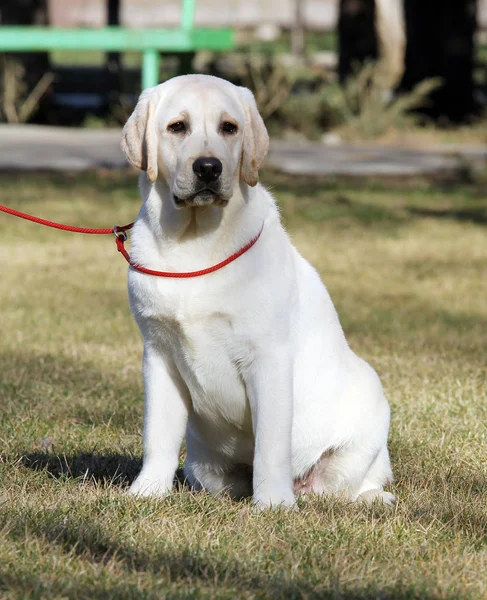De gele labrador pup in het park — Stockfoto