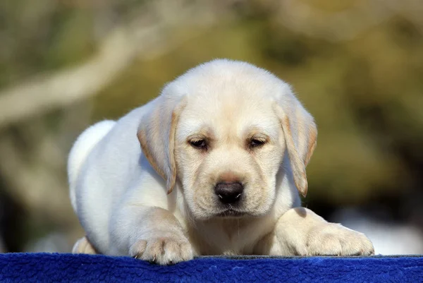 Um filhote de cachorro pequeno labrador em um fundo azul — Fotografia de Stock