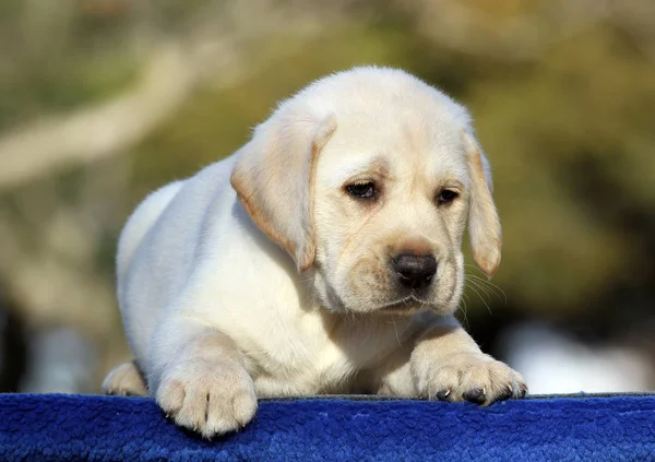 De kleine labrador puppy op een blauwe achtergrond — Stockfoto