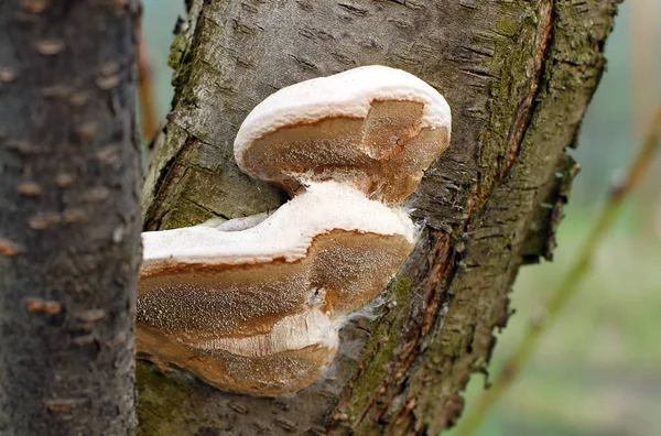 Mushrooms or fungus on a tree — Stock Photo, Image