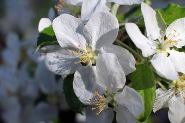 Beyaz kiraz çiçekleri makro