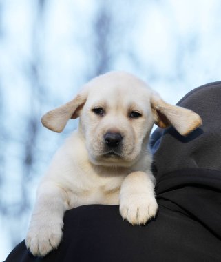 elinde küçük bir labrador köpek yavrusu