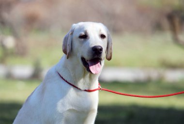 공원에서 노란색 래브라도