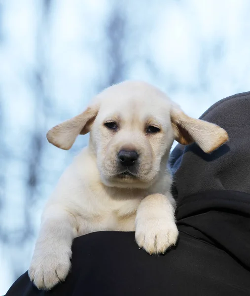 Um pequeno filhote de cachorro labrador nas mãos — Fotografia de Stock