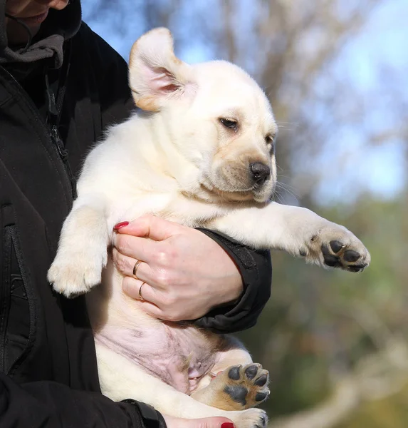 Il piccolo cucciolo labrador in mano — Foto Stock