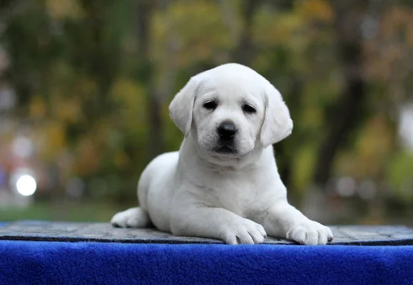 Mavi arka planda küçük bir labrador köpeği. — Stok fotoğraf