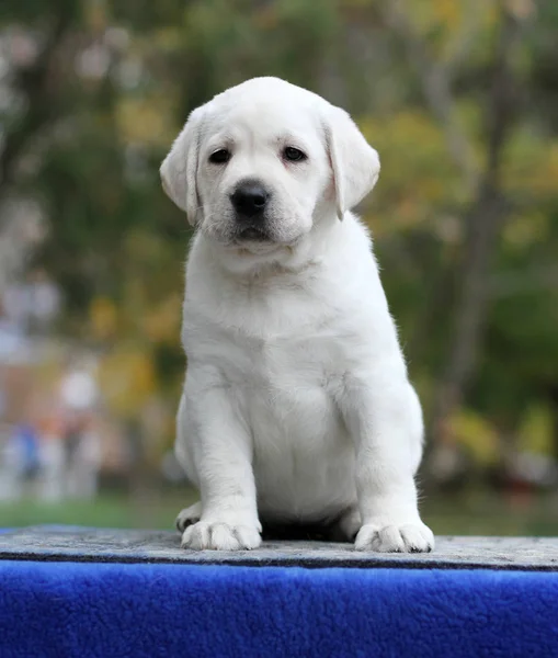 Pequeno filhote de cachorro labrador em um fundo azul — Fotografia de Stock