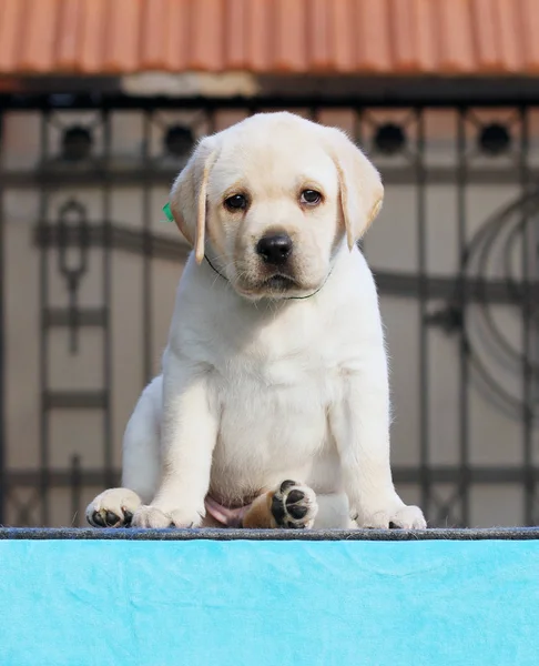 Um filhote de cachorro pequeno labrador em um fundo azul — Fotografia de Stock