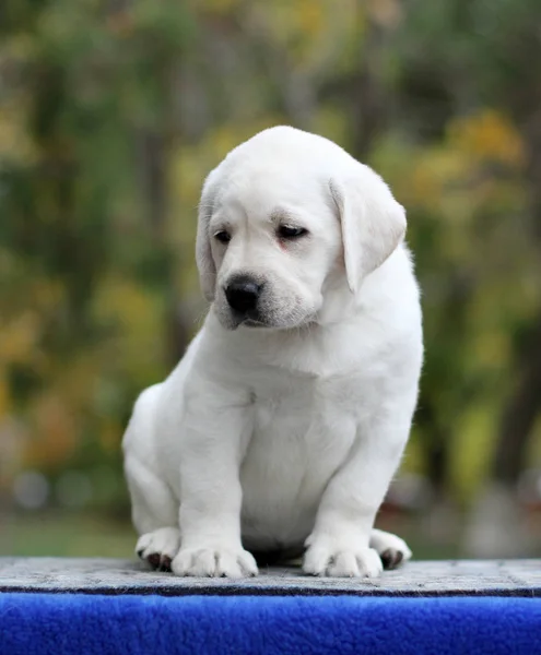 Mavi arka planda küçük tatlı labrador köpeği. — Stok fotoğraf