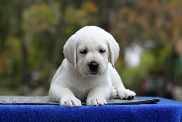Um filhote de cachorro labrador doce em um fundo azul — Fotografia de Stock