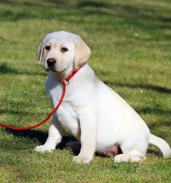 Um labrador amarelo no parque — Fotografia de Stock