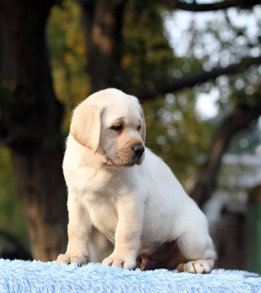 Sladké malé labrador štěně na modrém pozadí — Stock fotografie