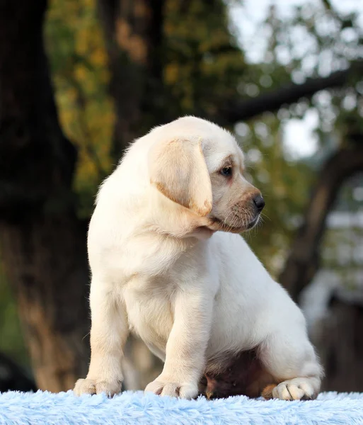 Mavi bir arka planda güzel tatlı Labrador köpek yavrusu — Stok fotoğraf
