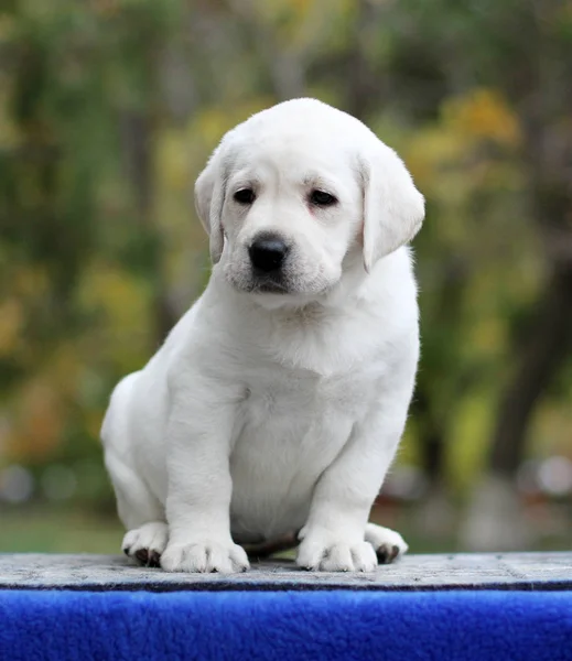 Un perrito labrador dulce sobre un fondo azul —  Fotos de Stock