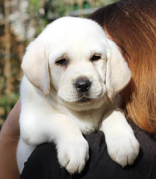 Ein gelbes Labrador-Porträt — Stockfoto